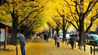 Yellow Spring Road