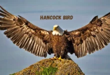 Hancock Birds