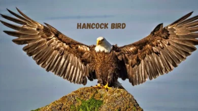 Hancock Birds