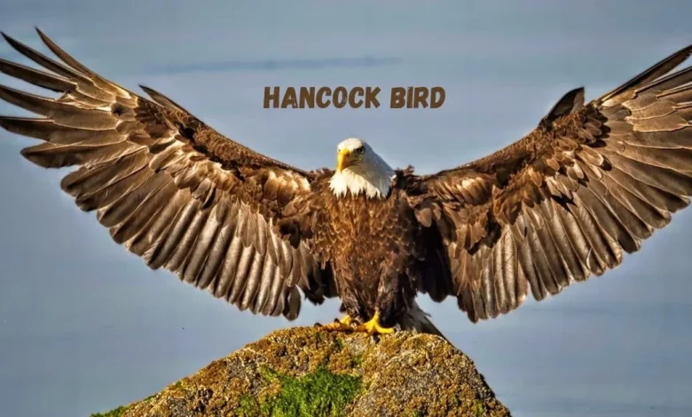 Hancock Birds