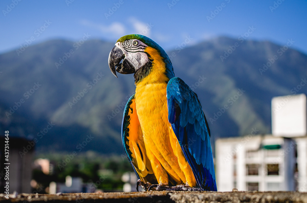 Guacamaya The Colorful Treasure of the Rainforest