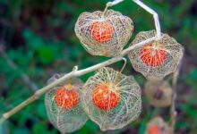 Chinese Lantern Plant