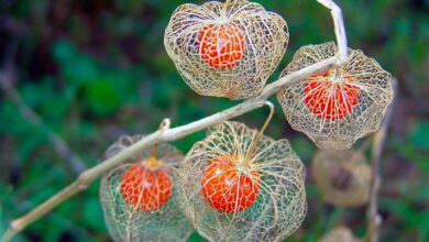 Chinese Lantern Plant