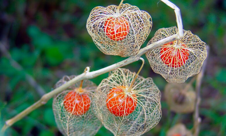 Chinese Lantern Plant