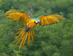 Guacamaya The Colorful Treasure of the Rainforest