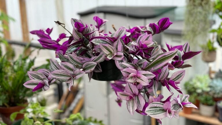 Wandering Jew: How to Grow a Fuller Plant With Stunning Purple Leaves Wandering Jew: How to Grow a Fuller Plant With Stunning Purple Leaves